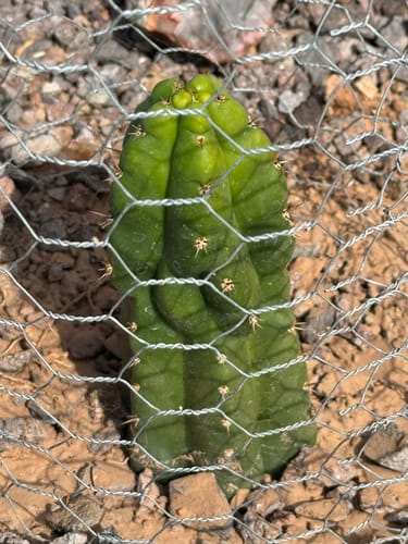 Customer photo review of Trichocereus Pachanoi Monstrose | TPM | Monstrose San Pedro Cactus