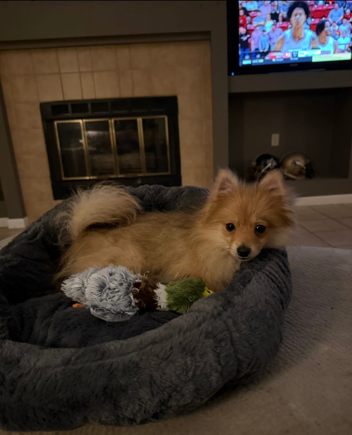 Customer photo review of Calming Lounger Dog Bed
