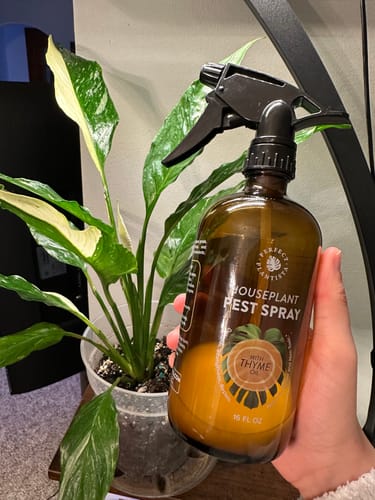 Customer holds the brown bottle of Houseplant Pest Spray in front of a variegated houseplant.