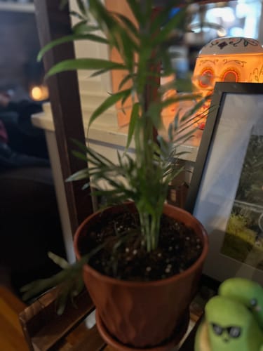 Customer photo review of Calathea Vittata Live Plant in 3” Nursery Pot - White Striped Calathea - Indoor Easy Beginner Plant - Pet Friendly Plants - Gift Plants