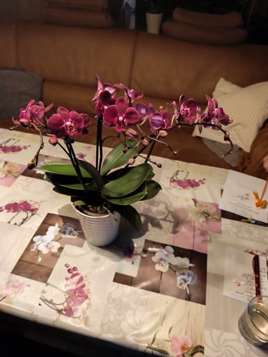 Ein Kunde zeigt die Two of Us Cartagena Orchidee mit vielen bordeauxroten Blüten in einem weißen Topf auf einem Tisch.