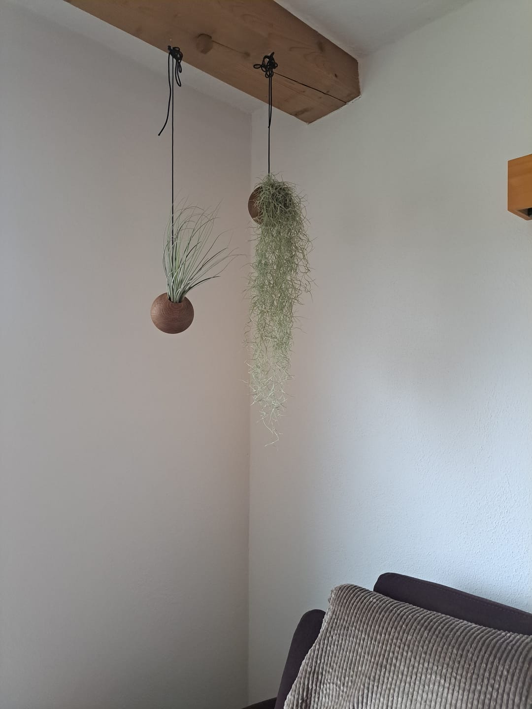 Customer photo review of Tilly Xylo Globus