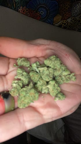 Customer photo review of Lemon Cherry Sherb THCA Flower