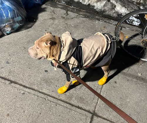 Customer photo review of WagWellies® by wagwear