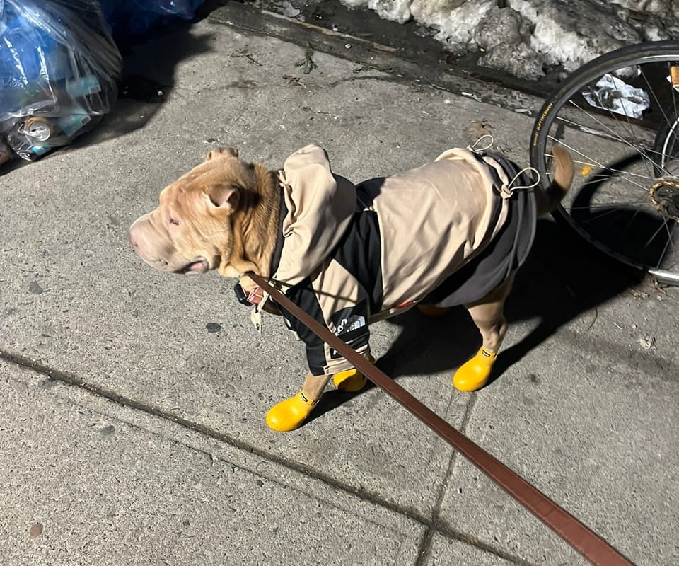 Customer photo review of WagWellies® by wagwear