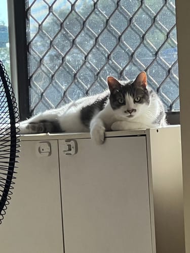 Customer photo review of Fit Litter PLUS - 3 month supply - 1 cat