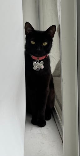 Customer photo review of 1 Month Supply – 2 Cat