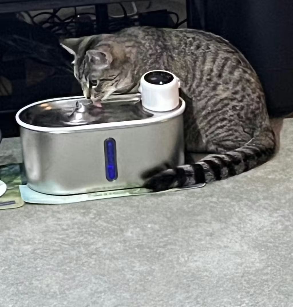 Customer photo review of Petbuds Flow Pet Drinking Fountain
