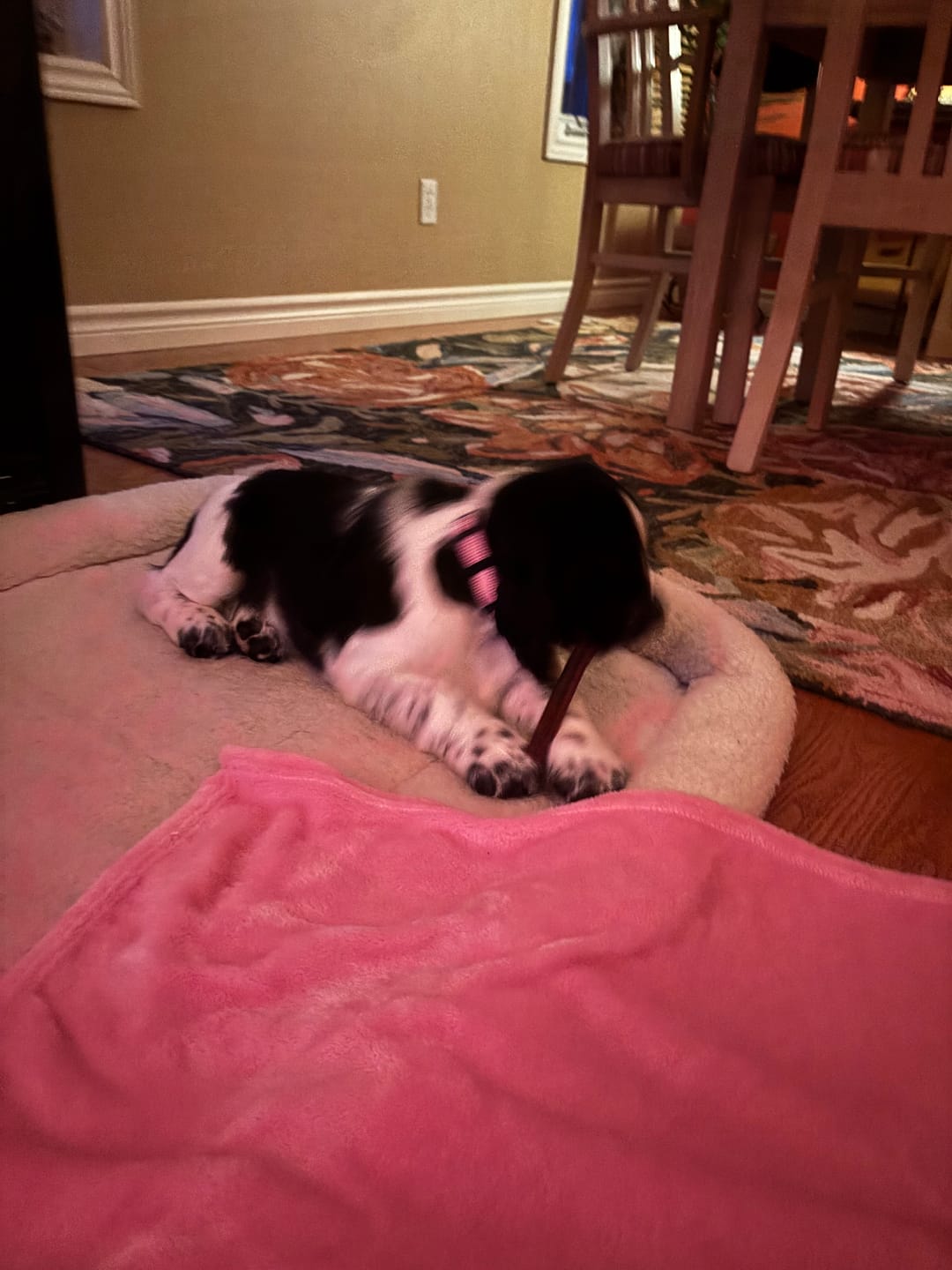 Customer photo review of Small Bully Stick Ring