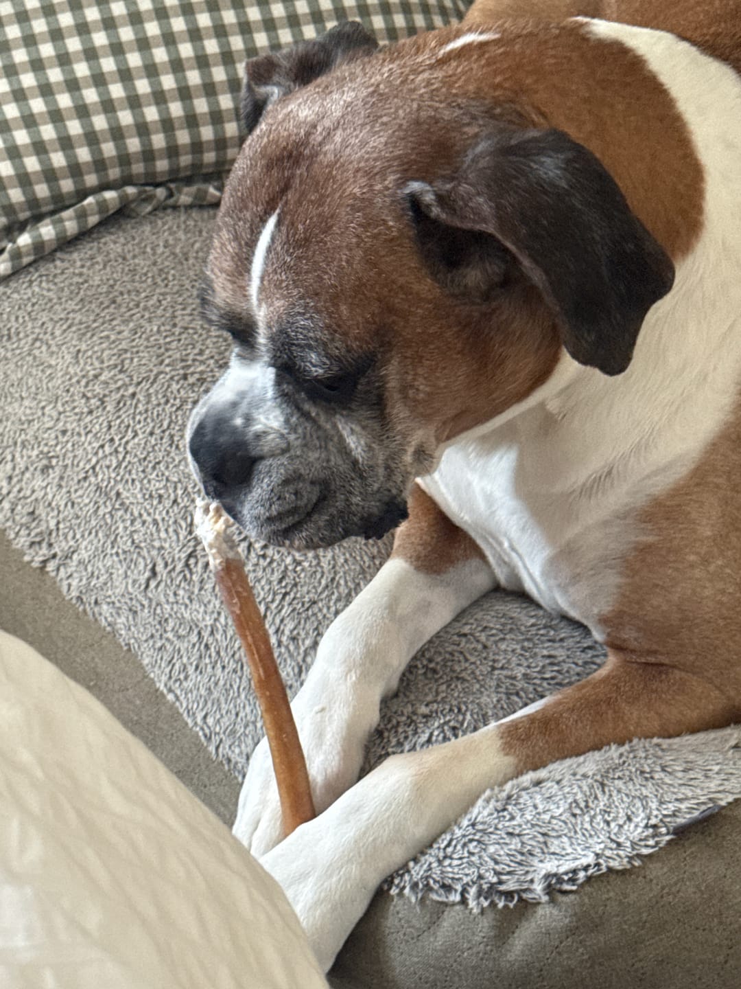 Customer photo review of 12 Inch Jumbo Braided Bully Stick