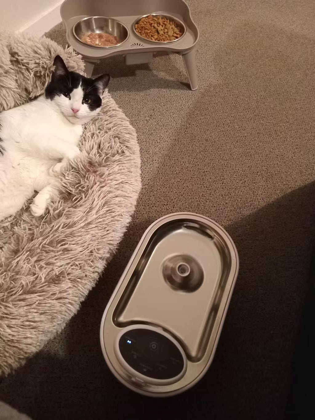 Customer photo review of Petbuds Flow Pet Drinking Fountain