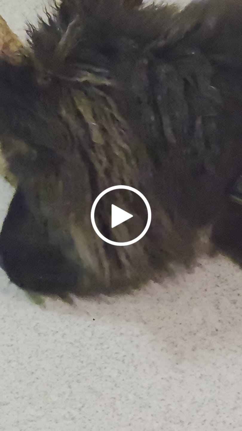 Customer video review of Chewy Ostrich Whole Gizzard: The Protein & Omega-3 Rich, Natural Dog Chew Treat