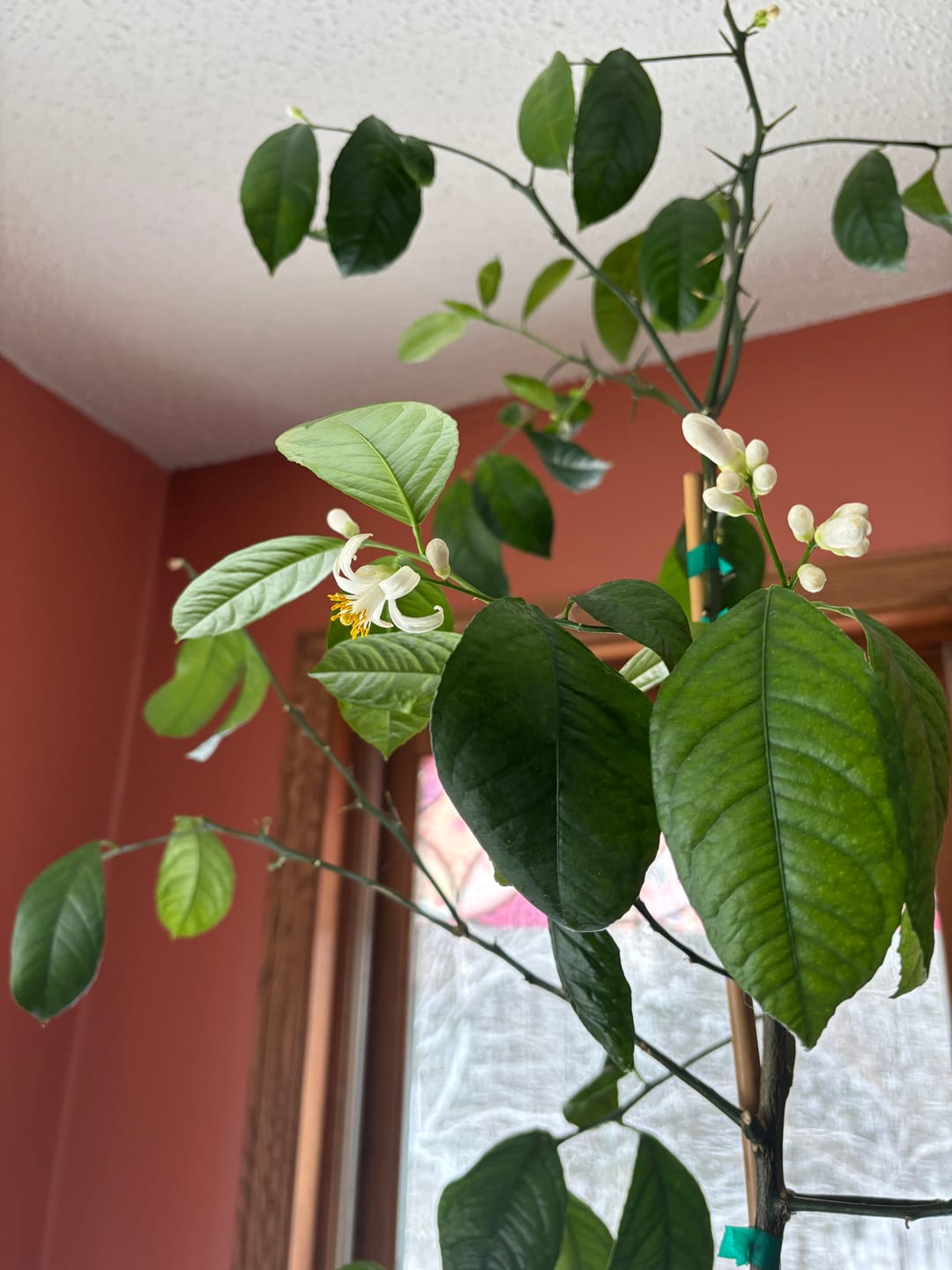 Customer photo review of Fungus Gnat Death Drops