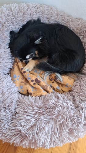 Customer photo review of Puppery Hundebett Wolke 7 - Das Original