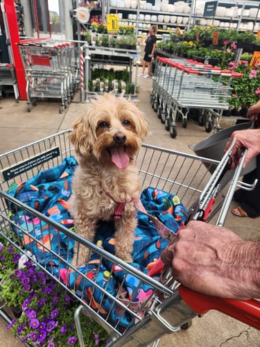 Customer photo review of "BUNNINGS TRIP" MAT