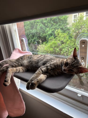 Customer photo review of Foldable Cat Window Hammock with Strong Suction Cups