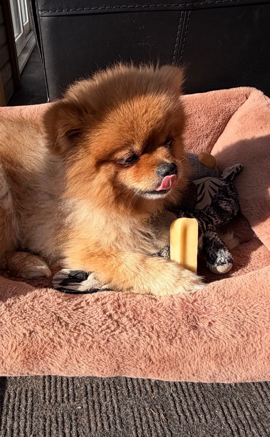 Customer photo review of Himalayan Yak Chew (SMALL)