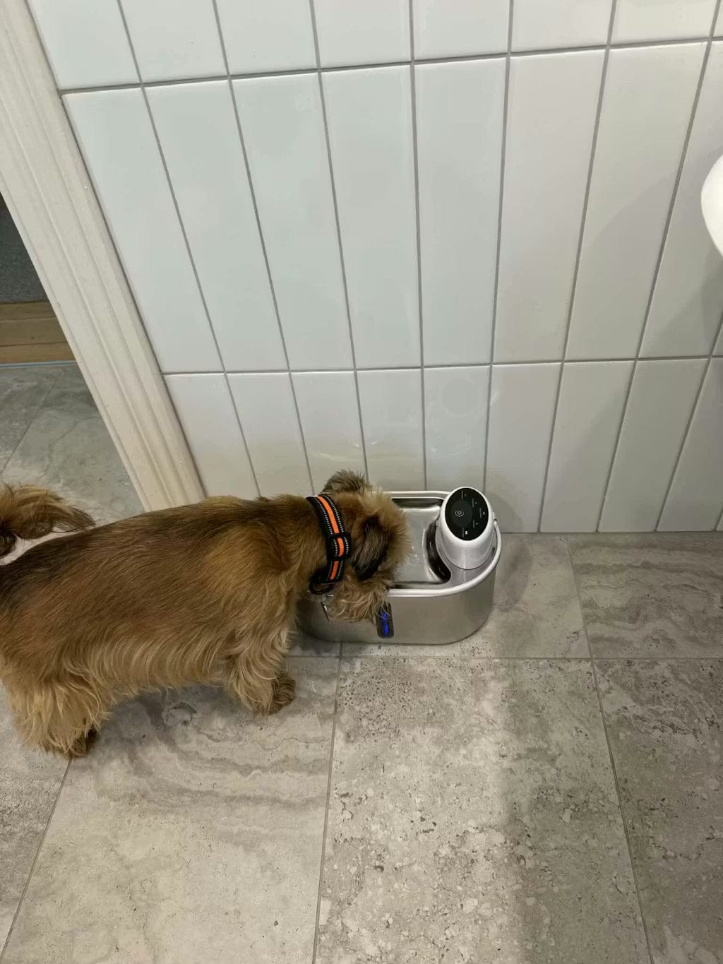 Customer photo review of Petbuds Flow Pet Drinking Fountain
