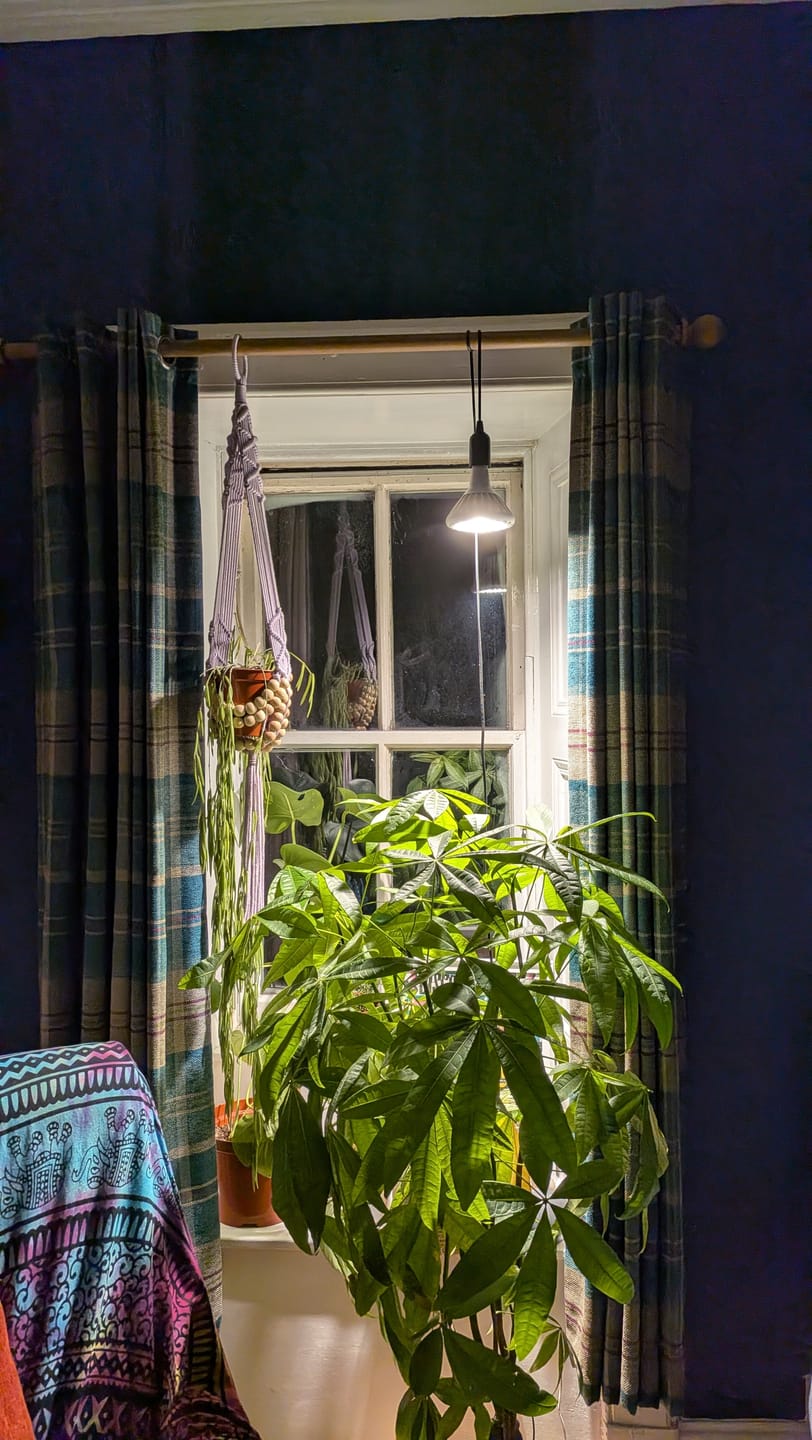 Customer photo review of Pianta 30 Grow Light LED Bulb