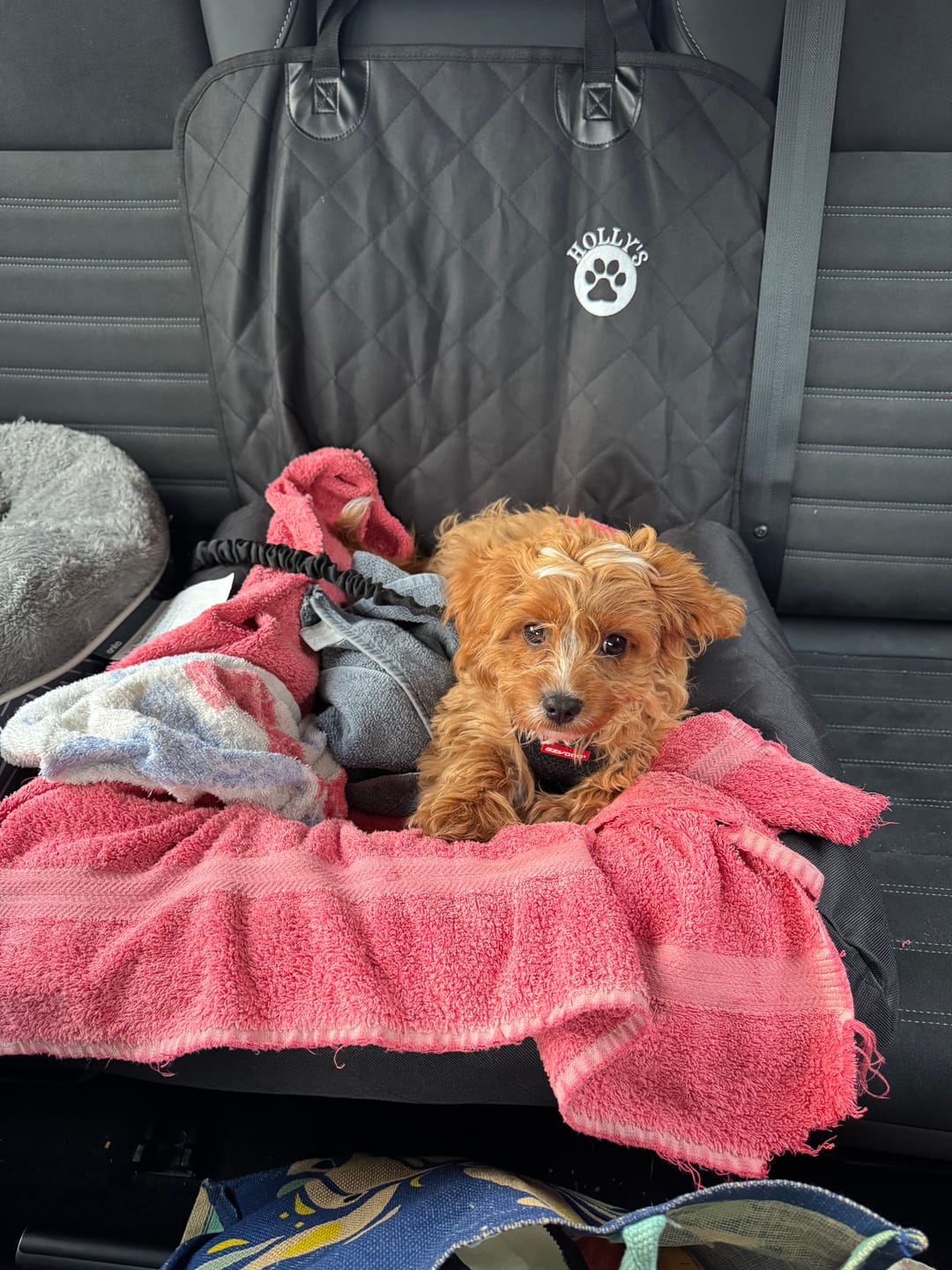Customer photo review of Pet Seat Belt
