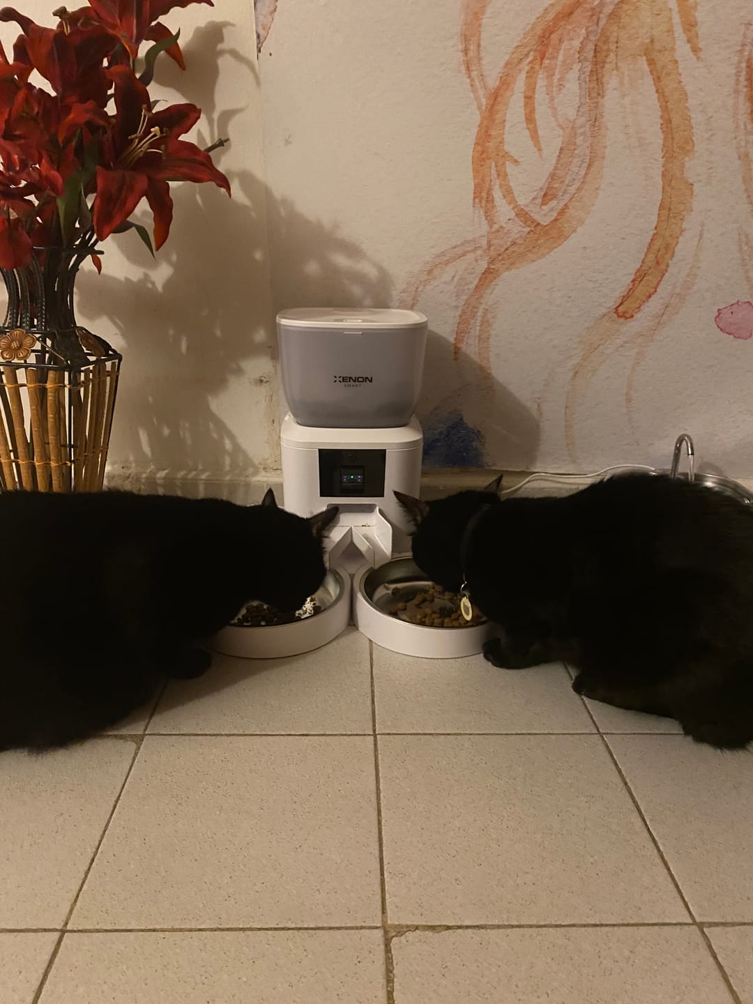 Customer photo review of Otomatik Mama Kabı (Kameralı) | Çift Kaseli, Çelik, 4L, 1080P, Sesli, Akıllı Mama Kabı