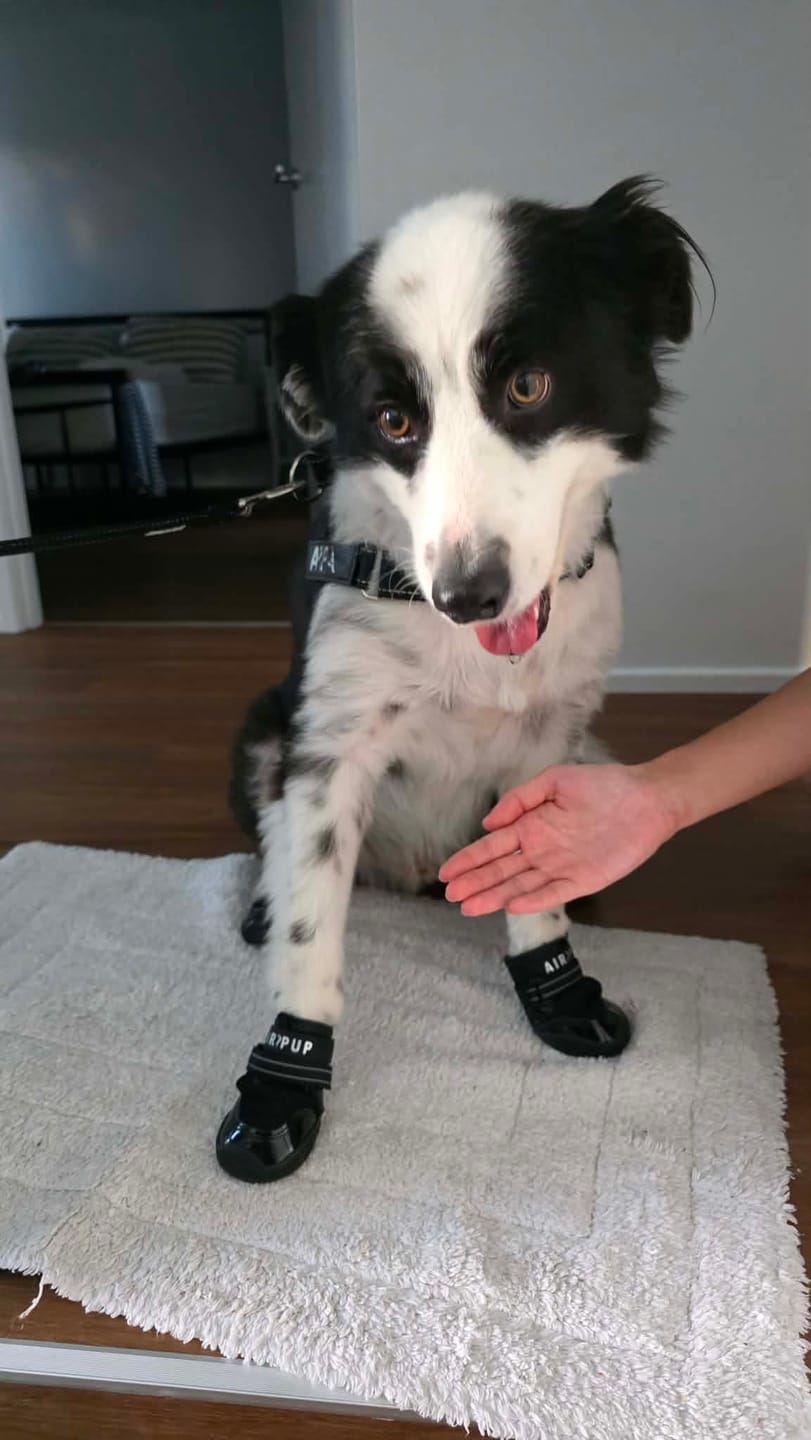 Customer photo review of AIR PUP SOCKS / BOOT LINERS