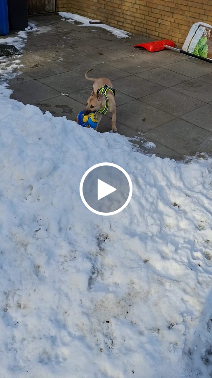 Customer video review of Windhundgeschirr REFLEX Welpe/Windspiel "Yellow"