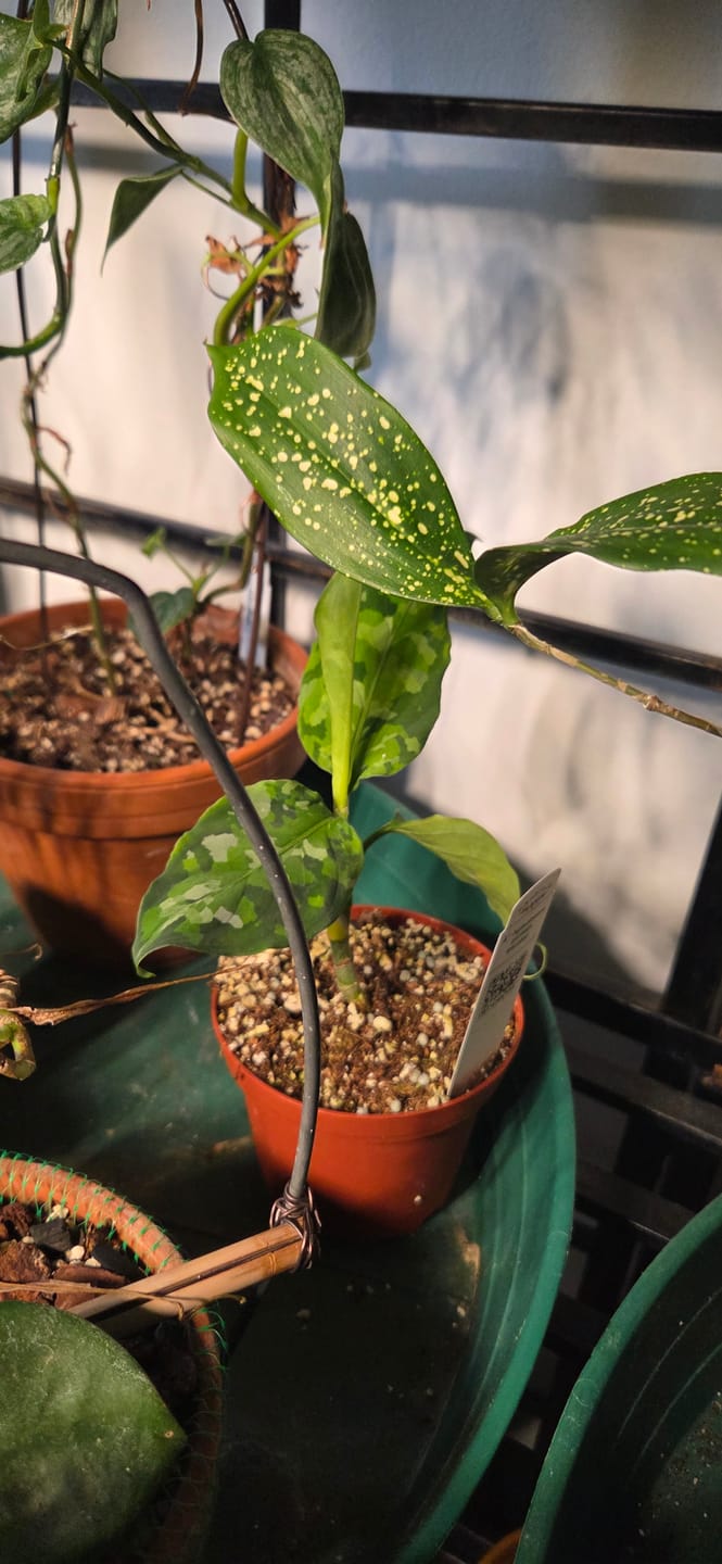 Customer photo review of Aglaonema pictum tricolor