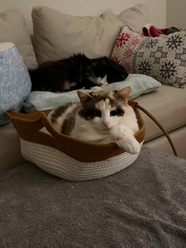 Customer photo review of Instinct Basket | Meet the first research-backed natural territory for indoor cats