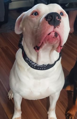 Customer photo review of 2" Tactik Dog Collar - Black