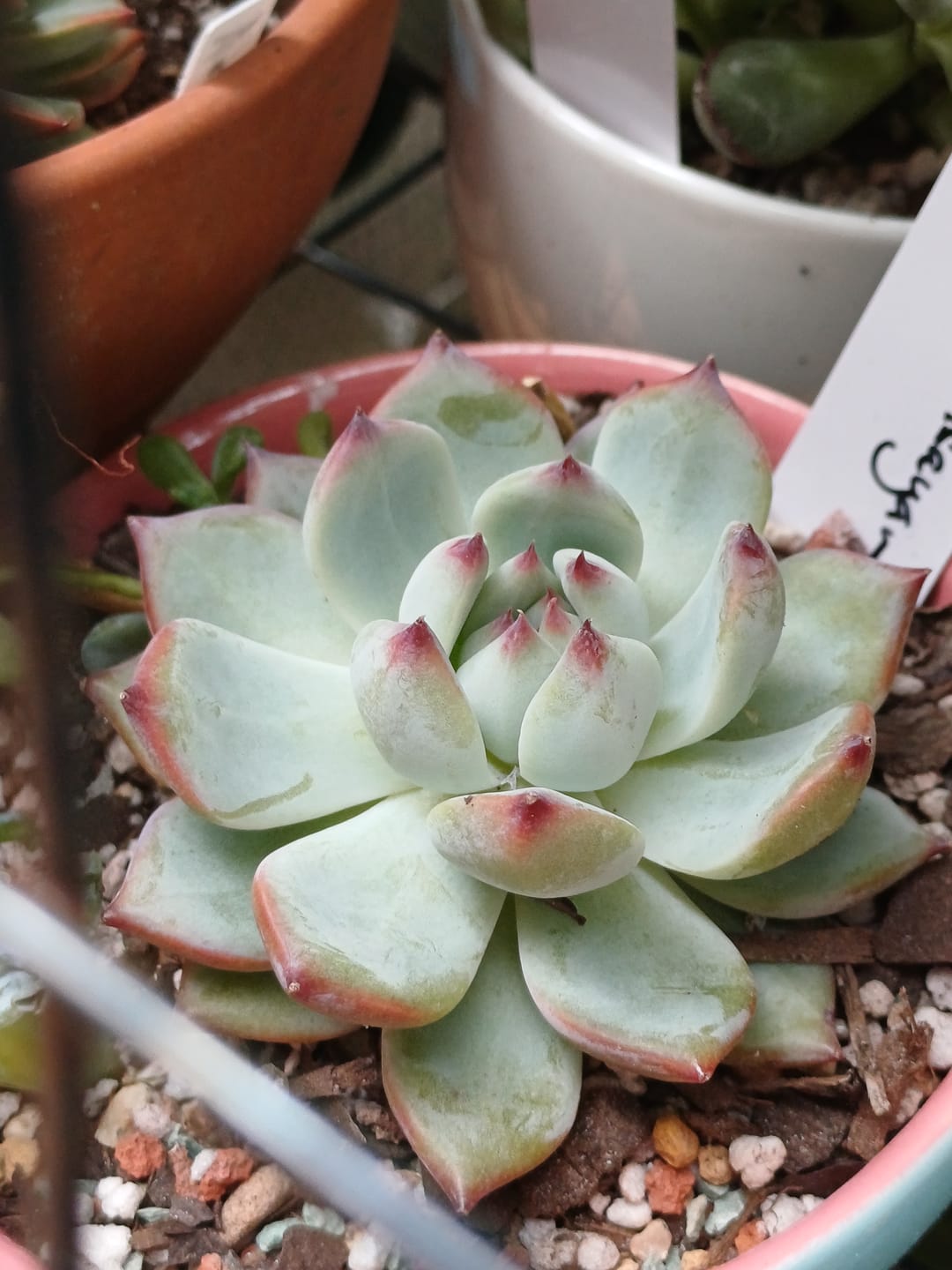 Customer photo review of Echeveria colorata f. lindsayana