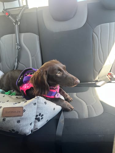 Customer photo review of Explorer Pack Rosado Flores