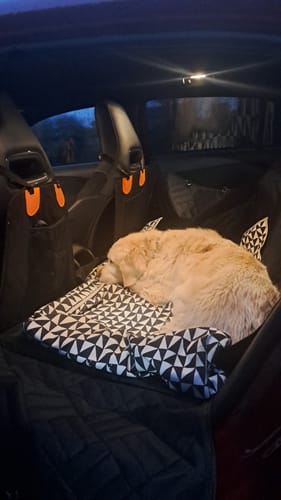 Customer photo review of Housse de voiture pour chien - K9 GuardShield : protection intégrale