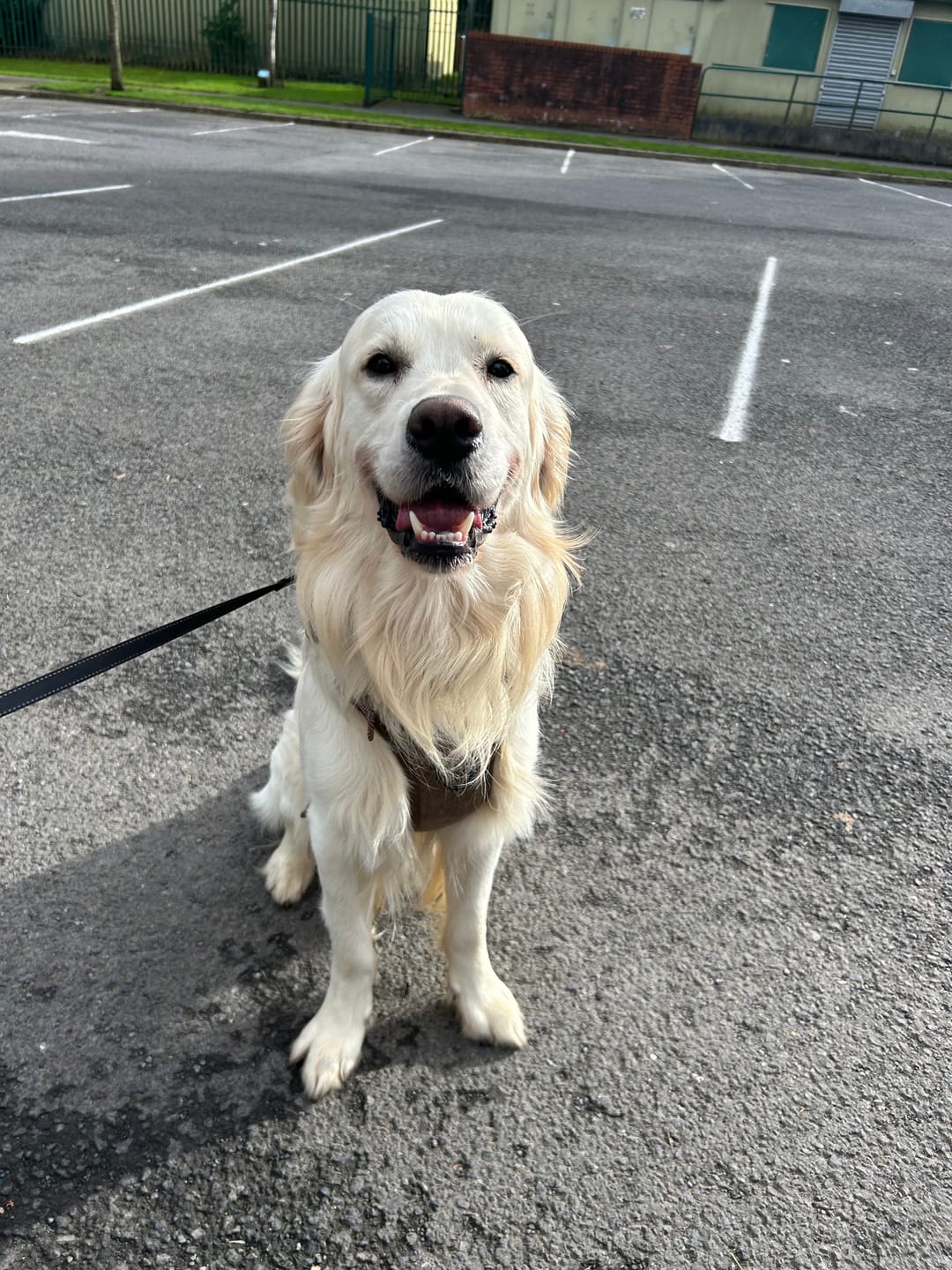 Customer photo review of Trail & Glow Tweed Dog Harness - Oxford Tweed