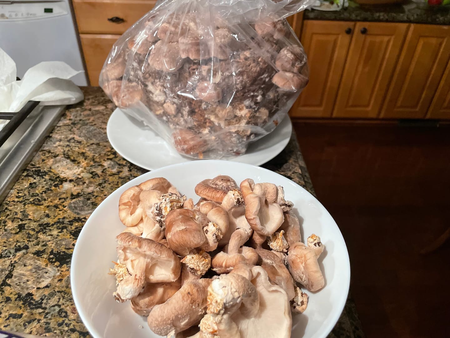 Customer photo review of Shiitake Mushroom Mini-Farm Grow Kit