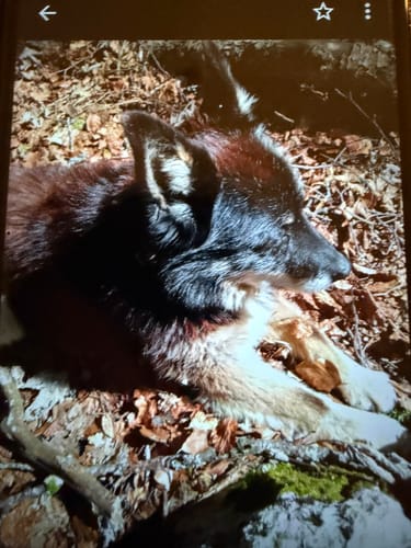 Ein Kunde zeigt seinen Wolfsspitz-Mischling im Profil, der nach der Einnahme von Lucky Belly im Laub liegt.
