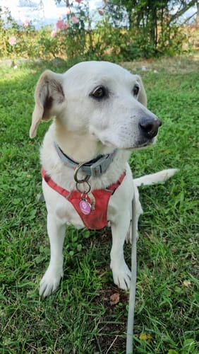 Customer photo review of Placa Rosada