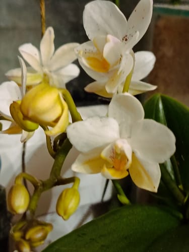 Kundenfoto der Bonsaiorchidee Nazare mit weißen Blüten und vielen Knospen.