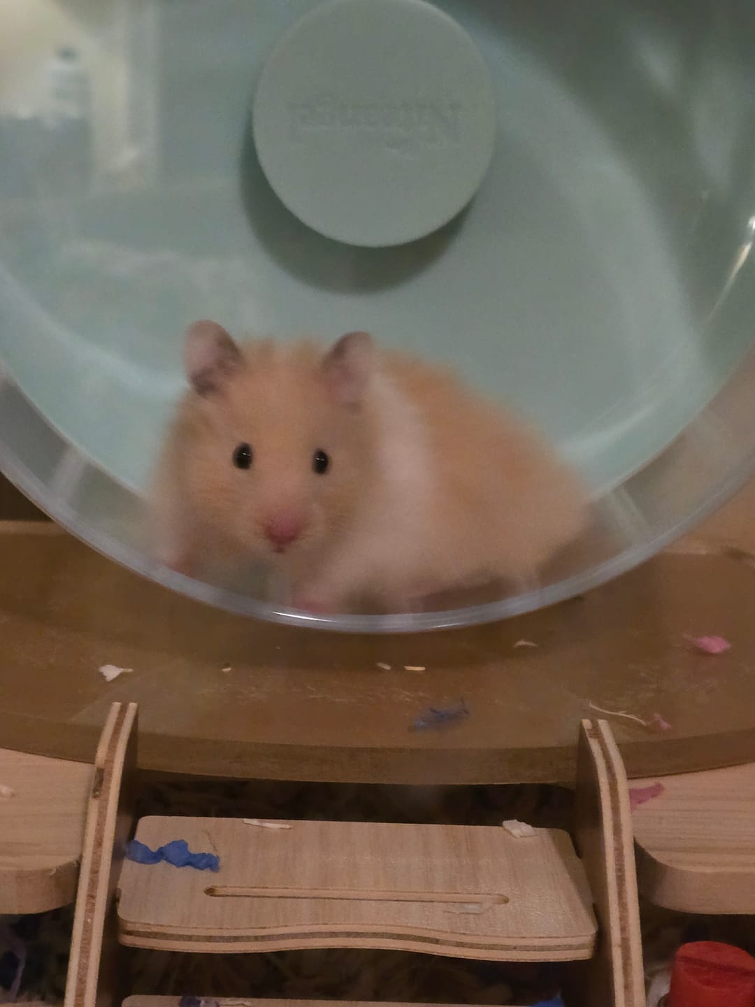 Customer photo review of Niteangel Super-Silent Hamster Exercise Wheels
