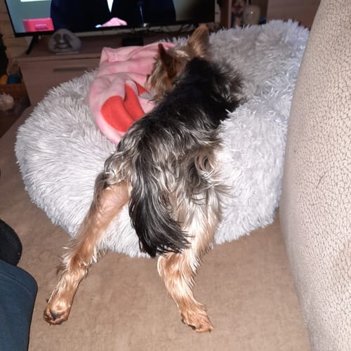 Customer photo review of Puppery Hundebett Wolke 7 - Das Original