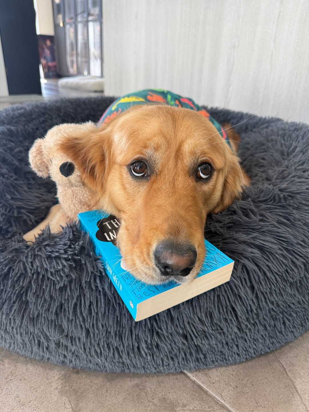 Customer photo review of Dog Pajama - Dinosaurs