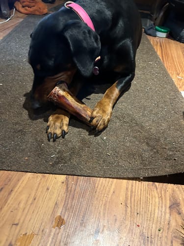 Customer's black dog lying on a mat, holding a large Smoked Beef Marrow Bone between its paws while chewing it.