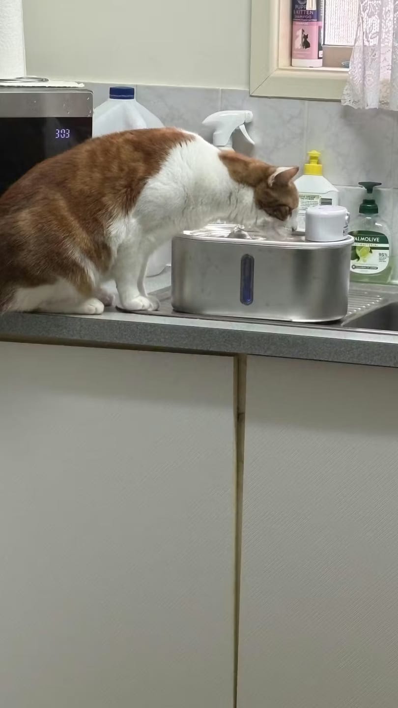Customer photo review of Petbuds Flow Pet Drinking Fountain