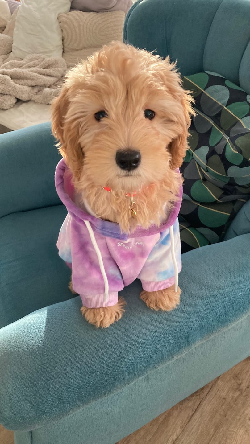 Customer photo review of Velvet Dog Hoodie - 90s Retro