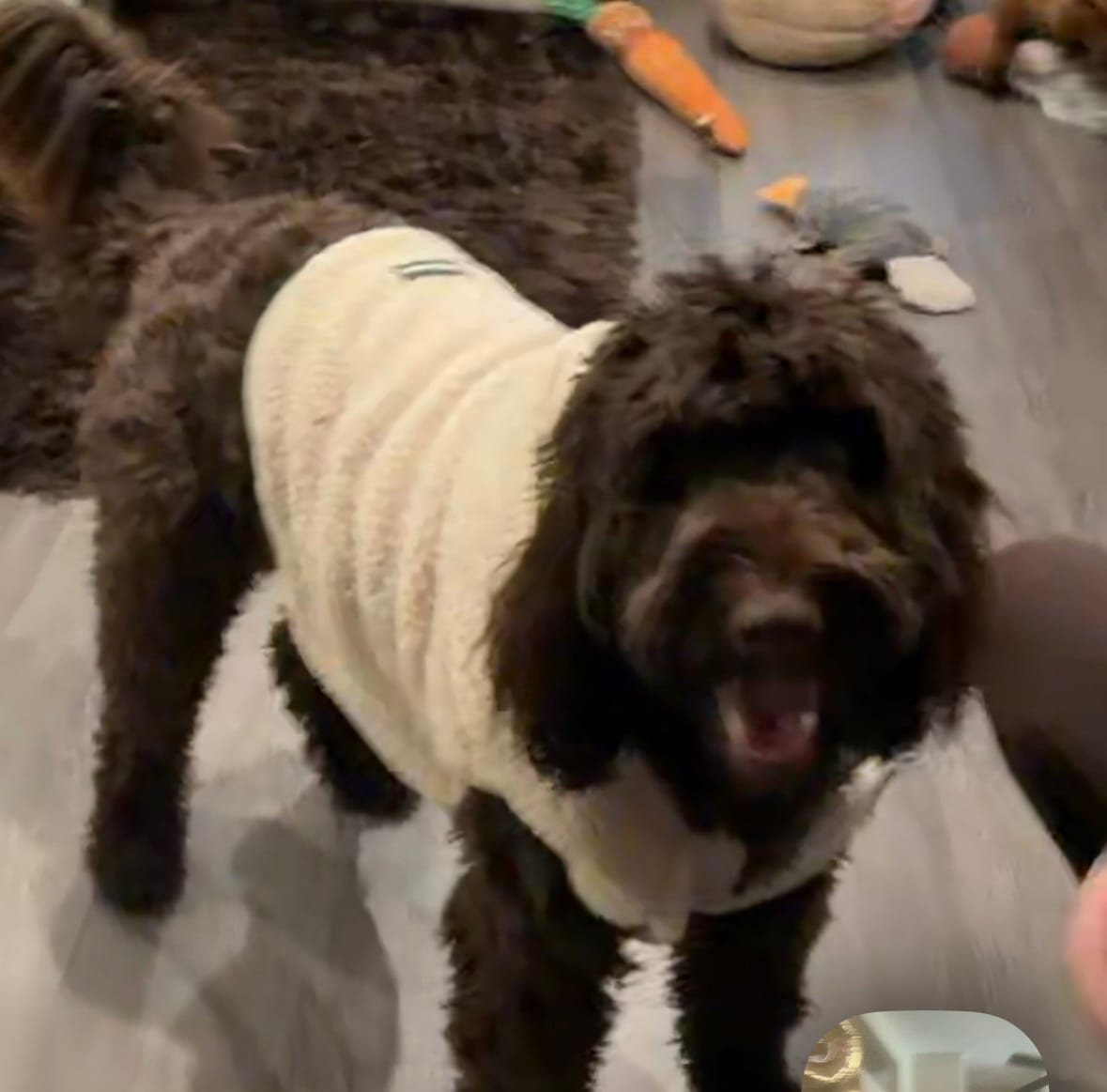 Customer photo review of Teddy Sherpa Dog Jacket - Beige