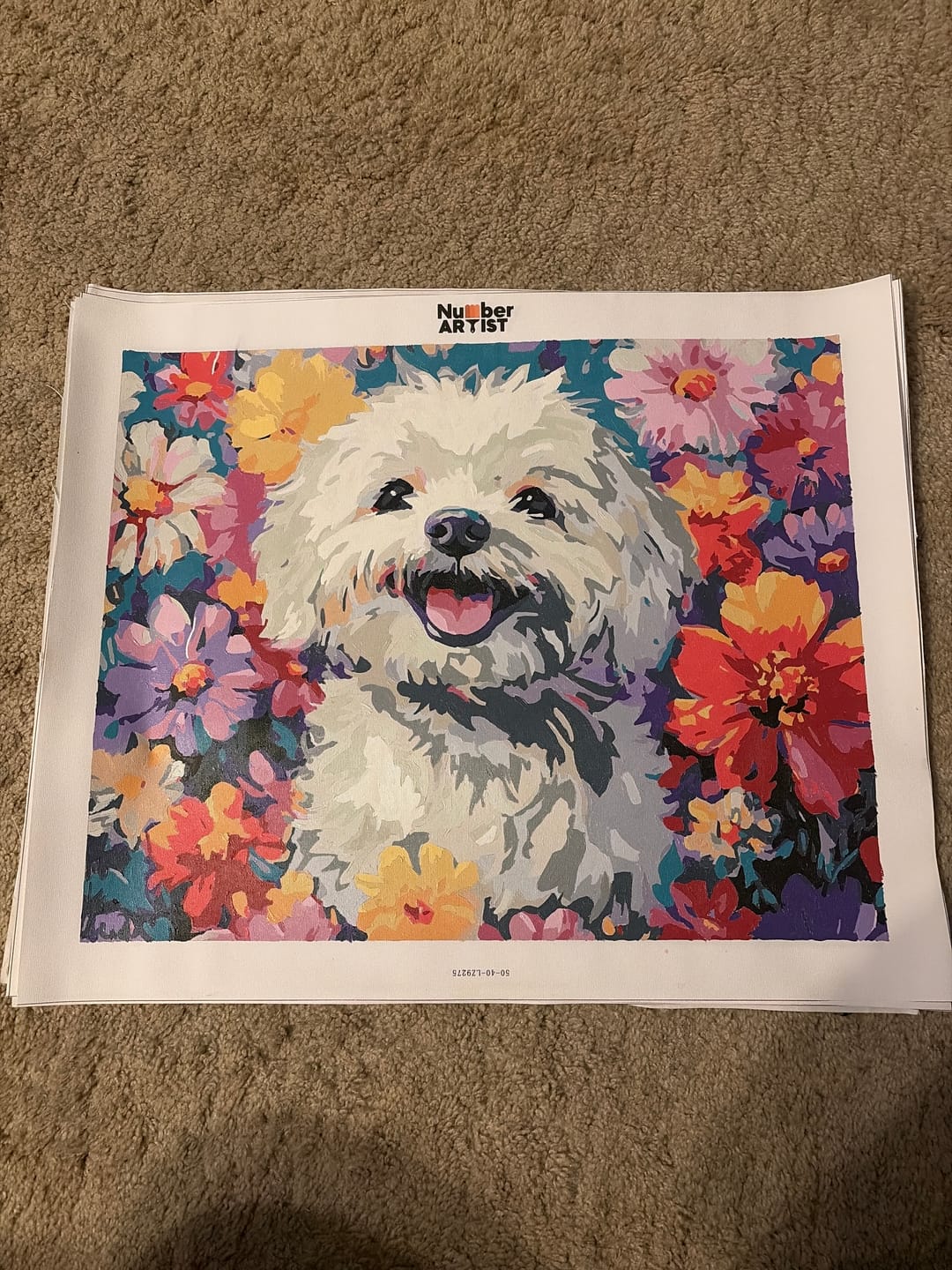Customer photo review of Bichon Frise