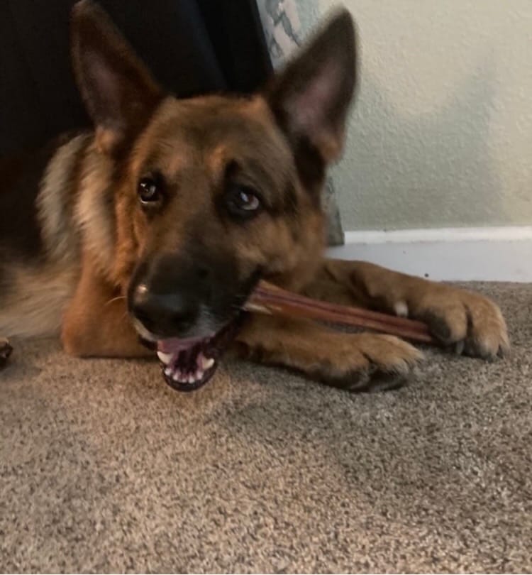 Customer photo review of 12 Inch Monster Bully Stick