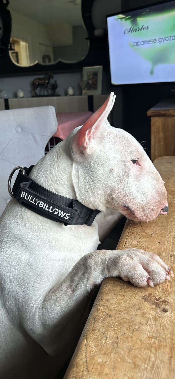 Customer photo review of 5cm Combat® Collar | With Handle & Secure Clip - Black