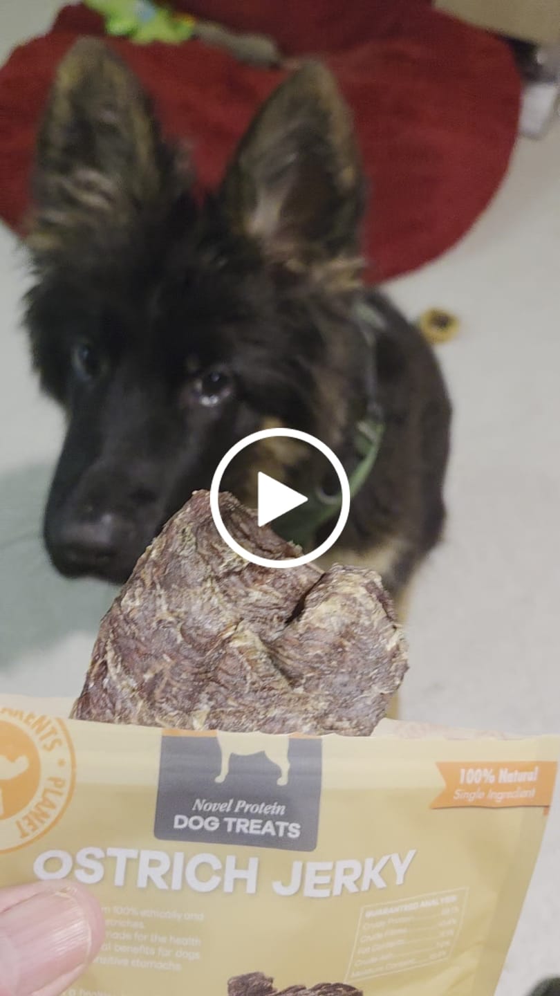 Customer video review of Tasty Ostrich Jerky (2oz): The Protein-Packed, Dental-Health Chew for Dogs of All Sizes