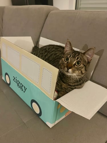Emballage pour les Croquettes Chaton avec un chaton tigré assis à l'intérieur sur un canapé.